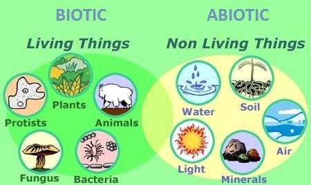 Detail Contoh Gambar Biotik Nomer 5