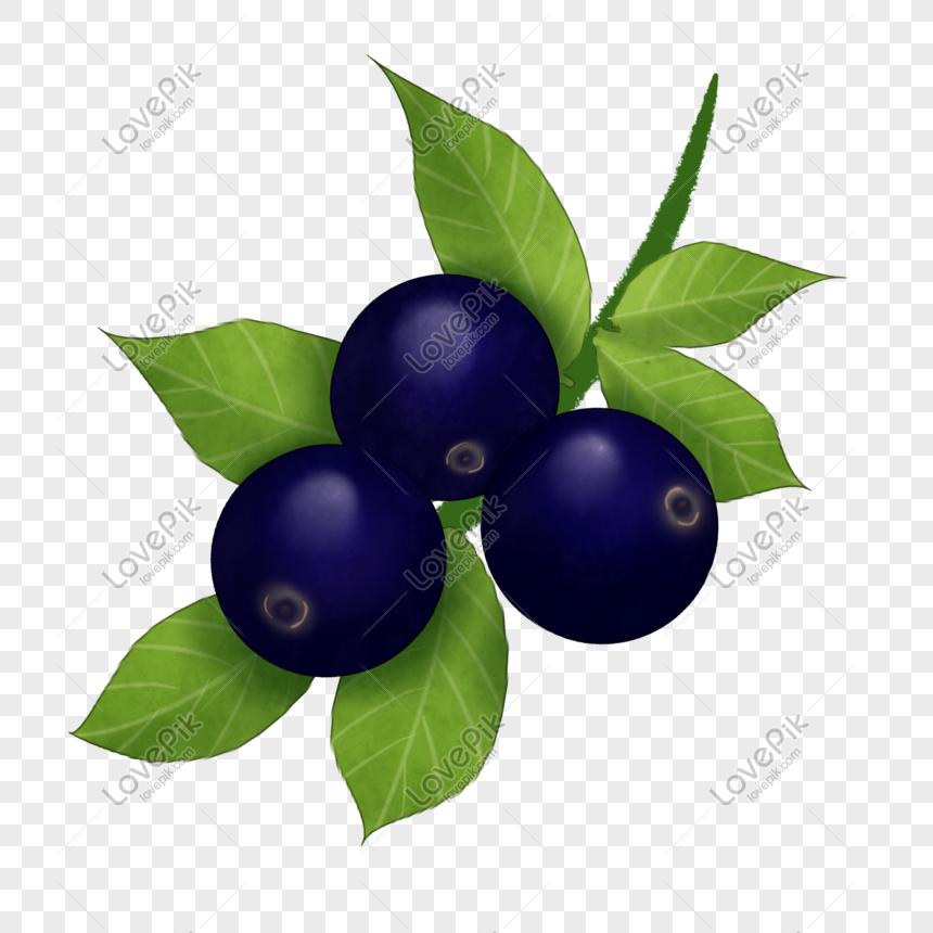 Detail Contoh Gambar Buah Blueberry Nomer 18