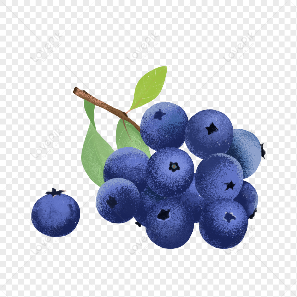 Detail Contoh Gambar Buah Blueberry Nomer 21