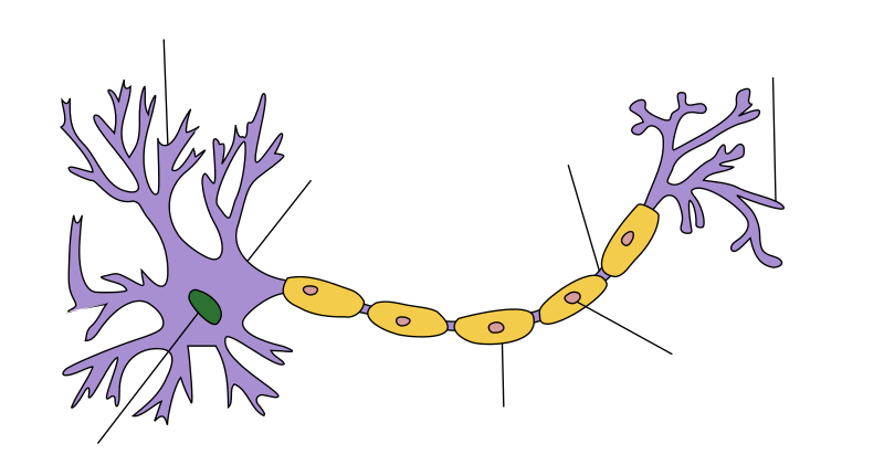 Detail Dendrit Axon Nomer 5