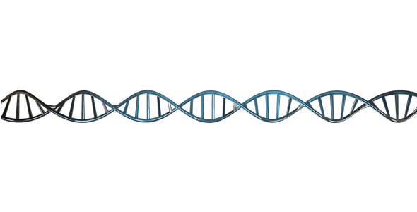 Detail Dna Strang Nomer 14