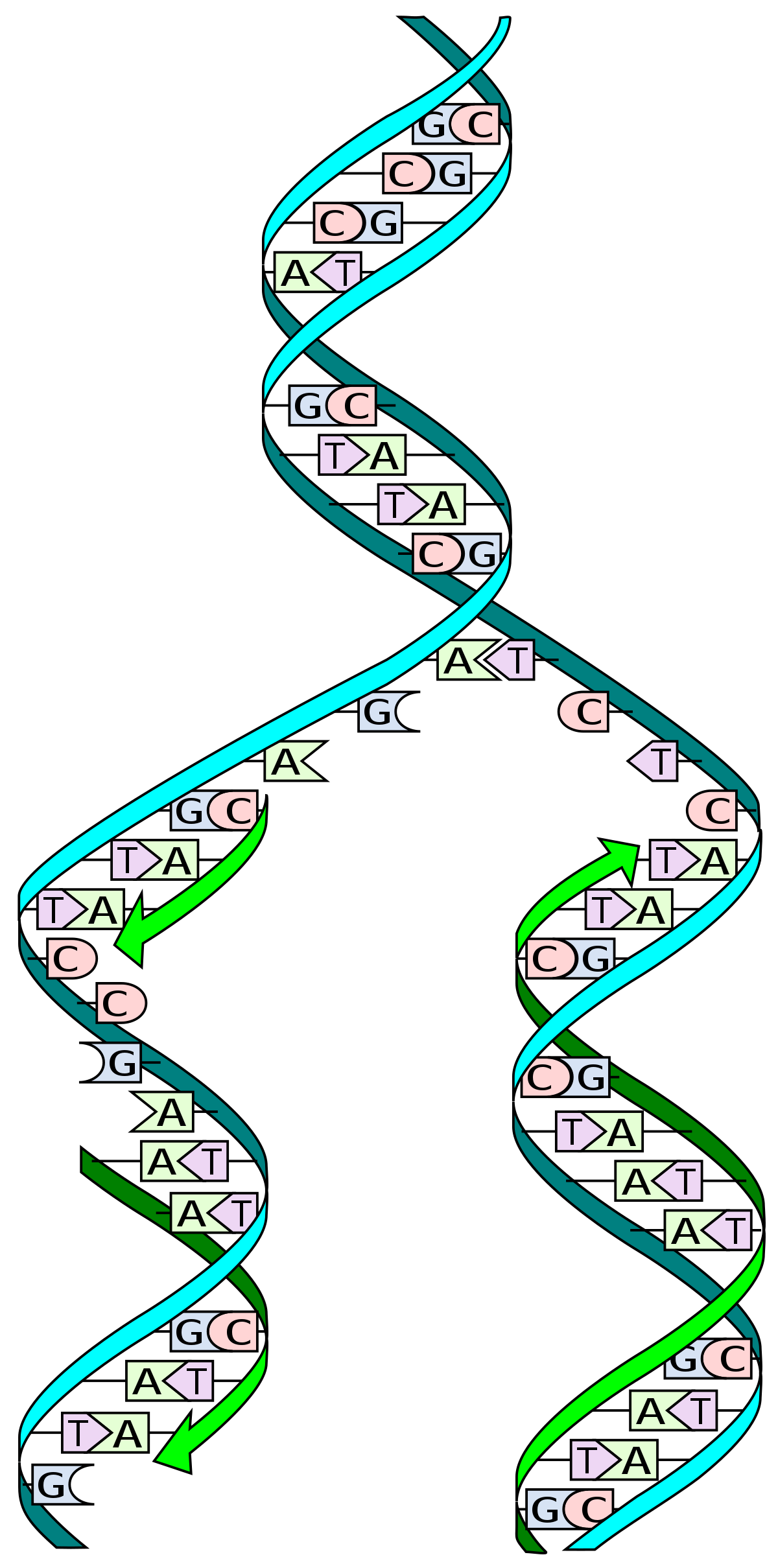 Detail Dna Strang Nomer 15