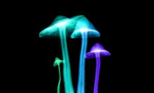 Detail Gefrorene Champignons Nomer 16