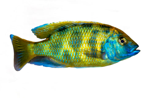 Detail Goldfeder Fisch Nomer 6