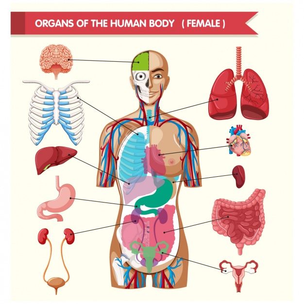 Der Mensch Anatomie - KibrisPDR
