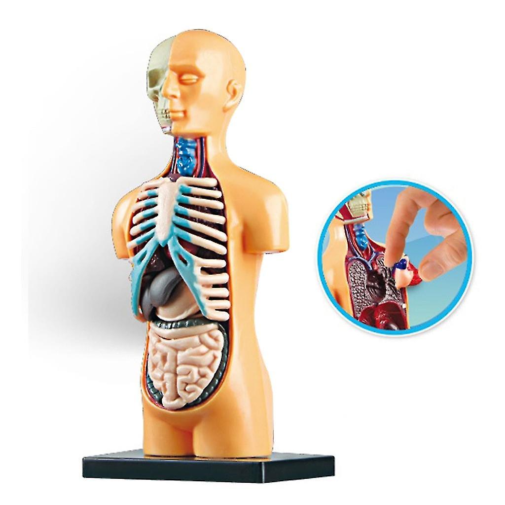 Detail Der Mensch Anatomie Nomer 12