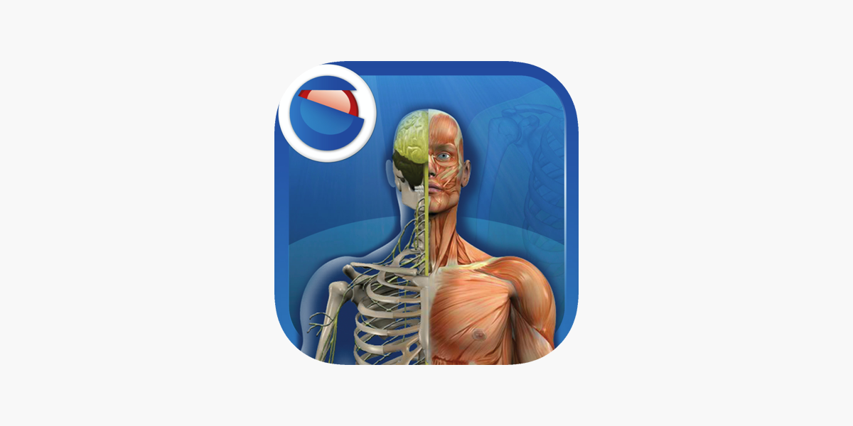 Detail Der Mensch Anatomie Nomer 13