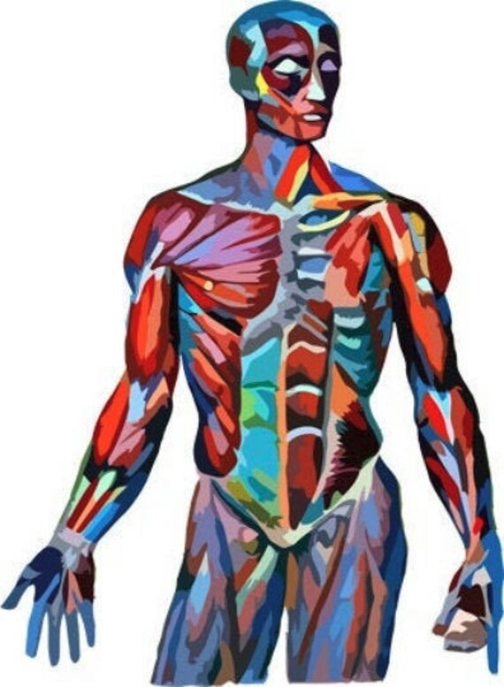 Detail Der Mensch Anatomie Nomer 17