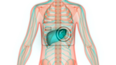 Detail Der Mensch Anatomie Nomer 19