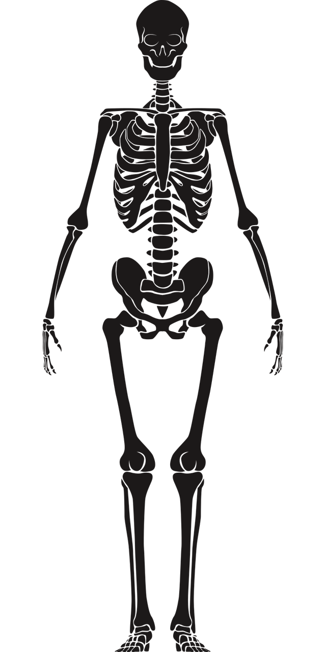 Detail Der Mensch Anatomie Nomer 20