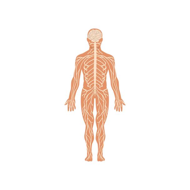 Detail Der Mensch Anatomie Nomer 22