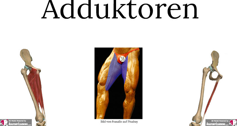 Detail Der Mensch Anatomie Nomer 23