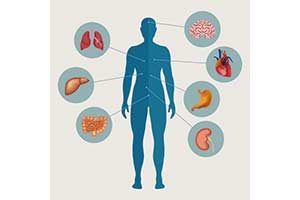 Detail Der Mensch Anatomie Nomer 2