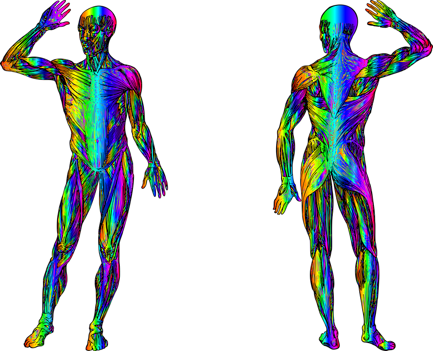 Detail Der Mensch Anatomie Nomer 24