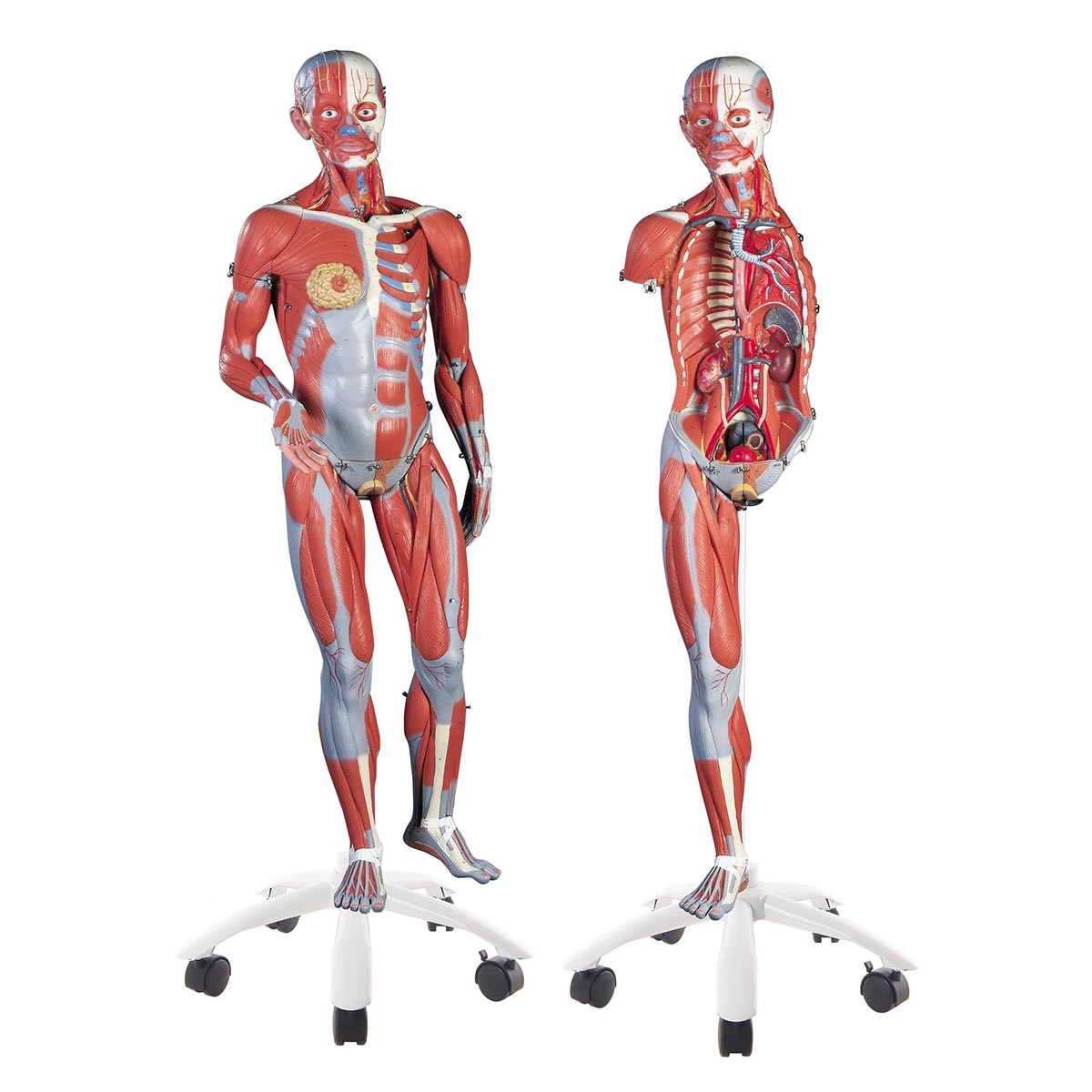 Detail Der Mensch Anatomie Nomer 5
