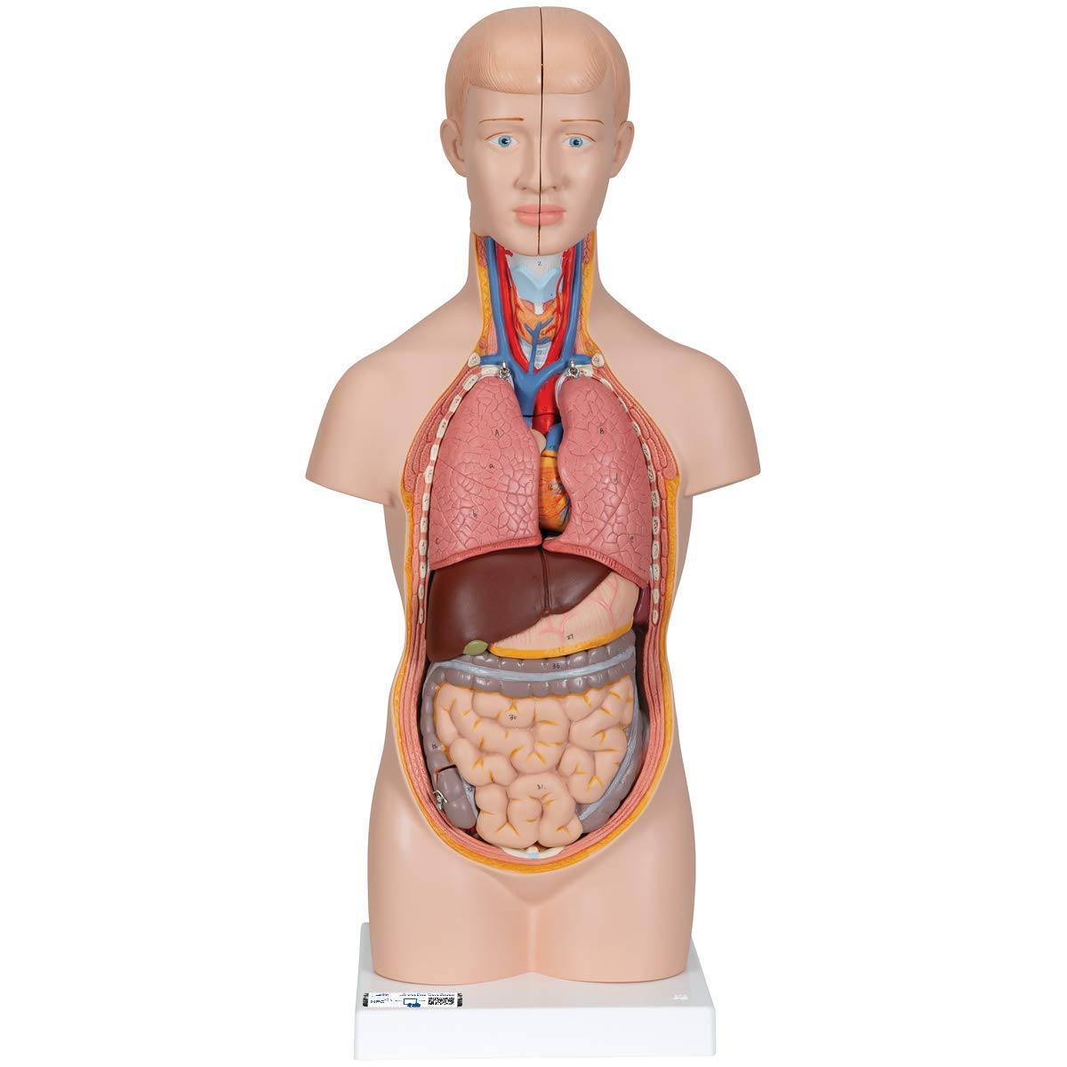 Detail Der Mensch Anatomie Nomer 6