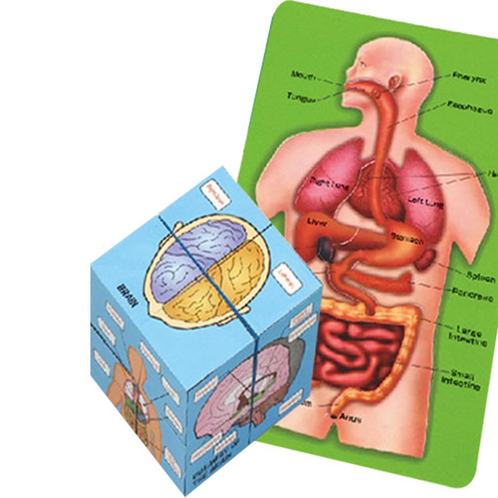 Detail Der Mensch Anatomie Nomer 7