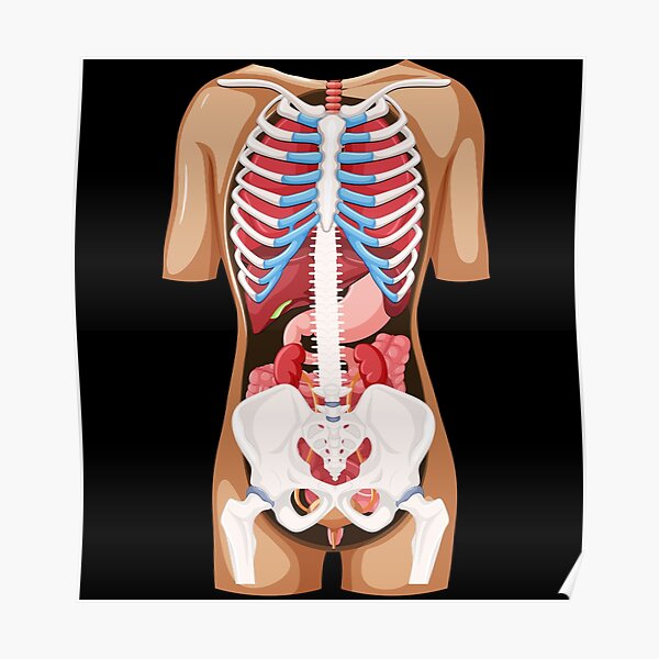 Detail Der Mensch Anatomie Nomer 8