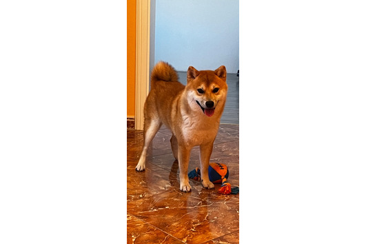 Detail Shiba Inu Mops Mischling Nomer 28