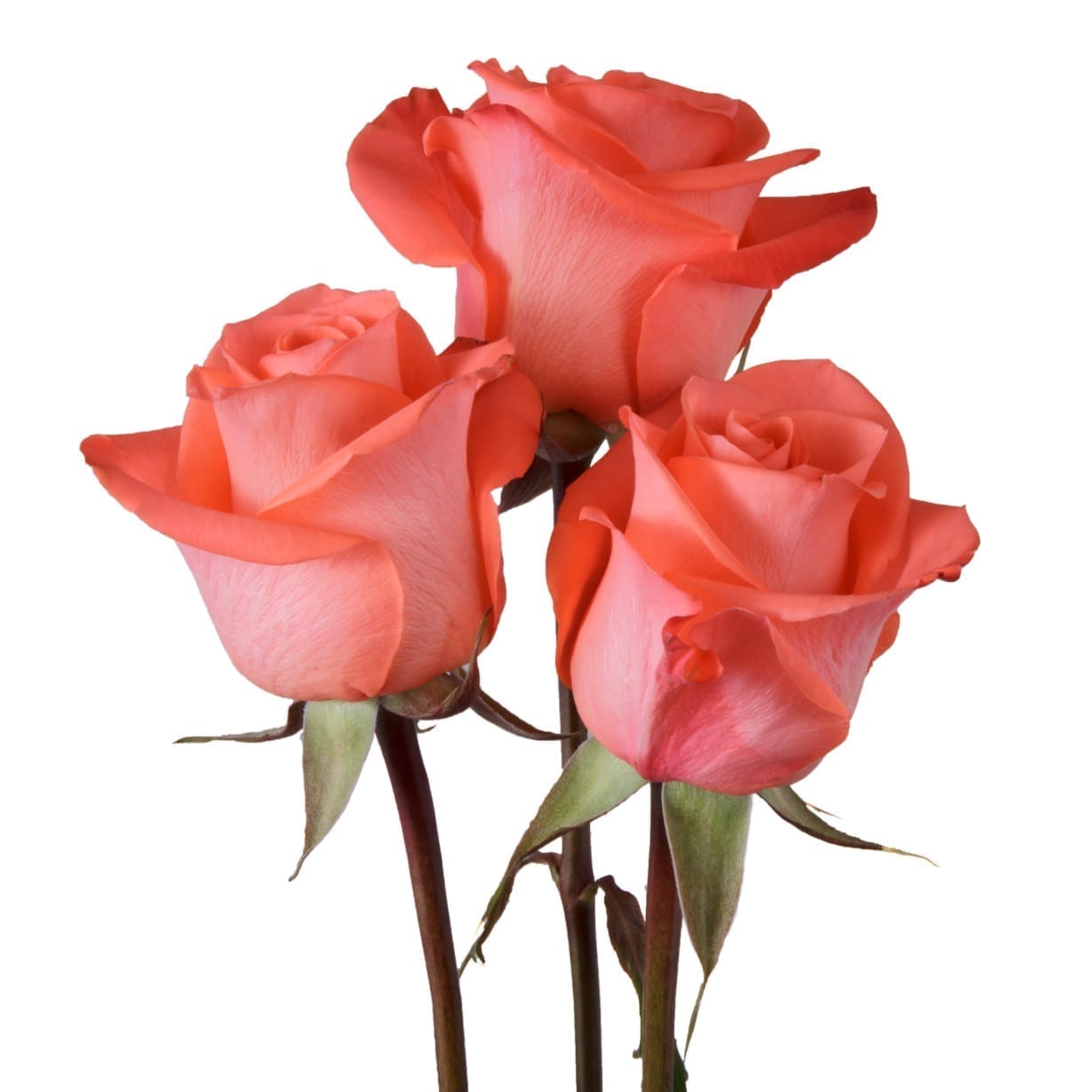 Detail A Rosa Wow Deal Nomer 13