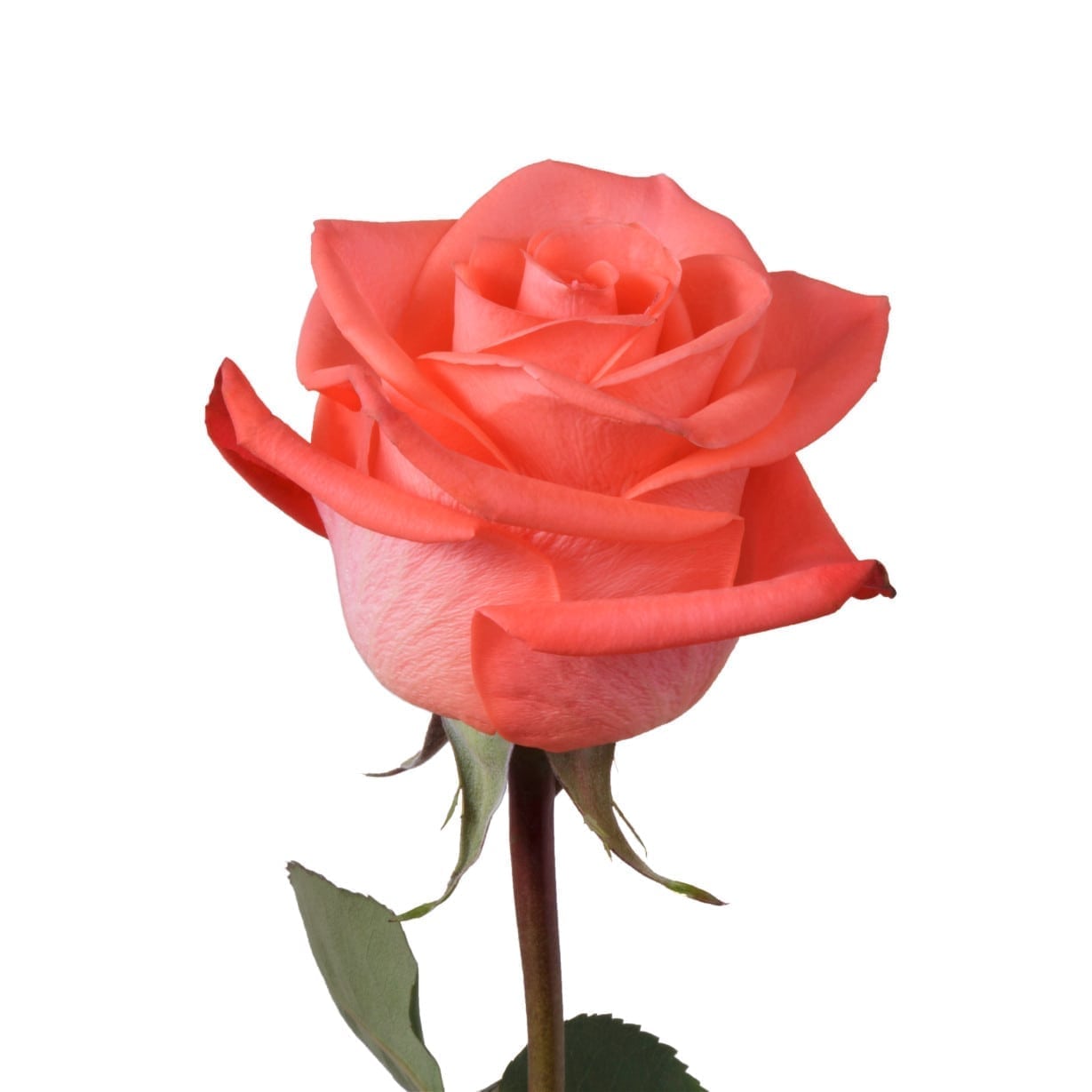 Detail A Rosa Wow Deal Nomer 6
