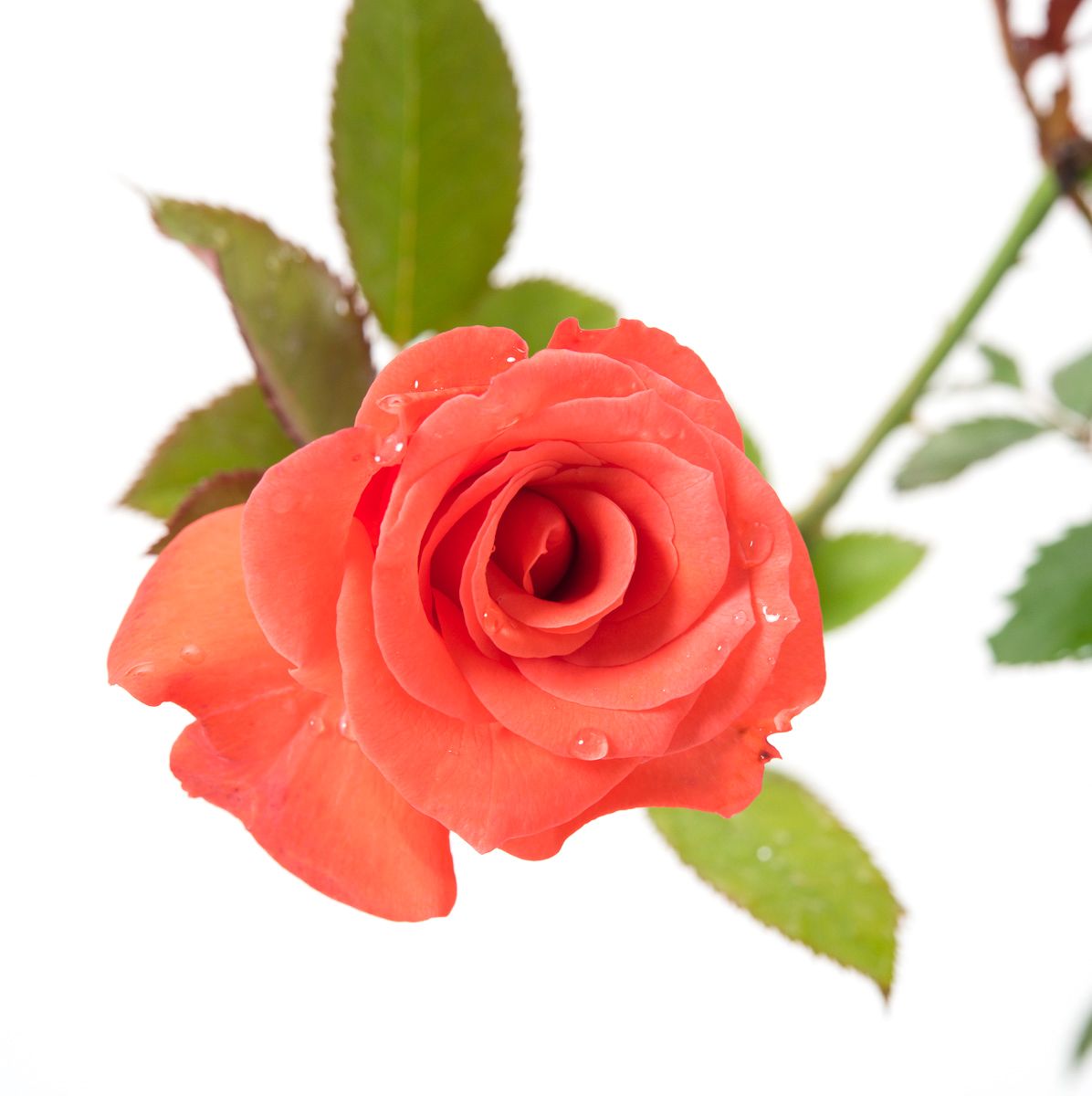 Detail Rose Rosa Orange Nomer 20