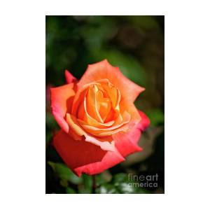 Detail Rose Rosa Orange Nomer 23