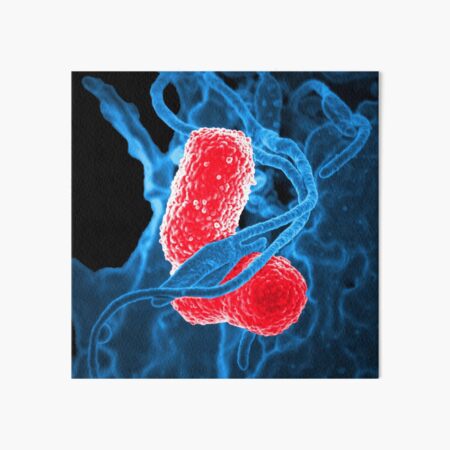 Detail Bilder Bakterien Unterm Mikroskop Nomer 15