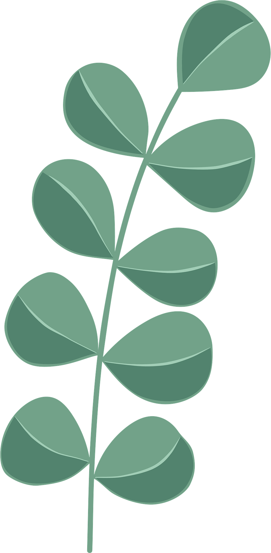 Download Eukalyptus Clipart Nomer 19