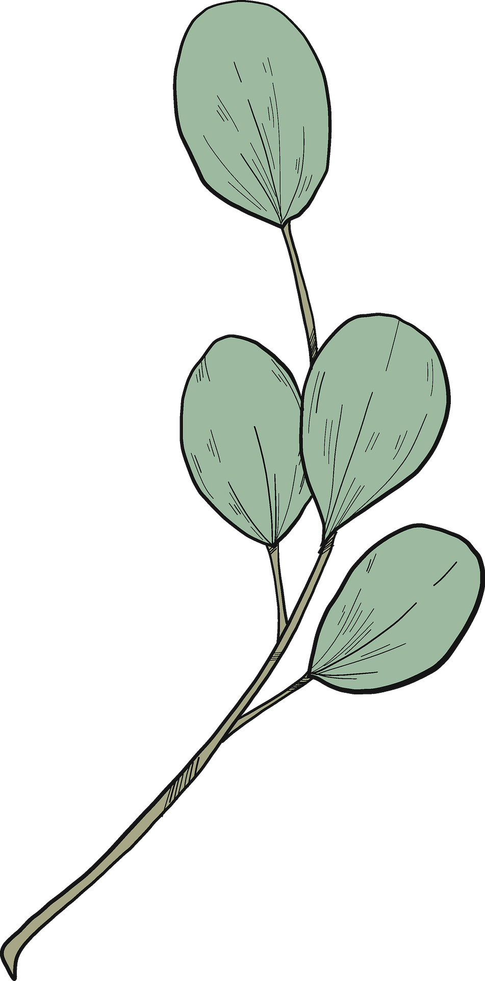 Detail Eukalyptus Clipart Nomer 20