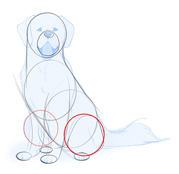Detail Golden Retriever Zeichnen Nomer 6