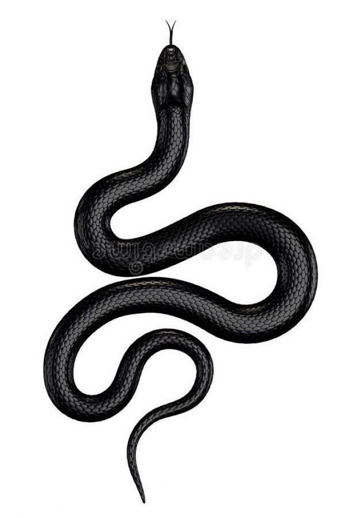 Detail Black Snake Drawing Nomer 5