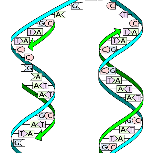 Detail Dna Bild Nomer 11