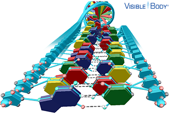 Detail Dna Bild Nomer 12