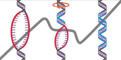 Detail Dna Bild Nomer 17