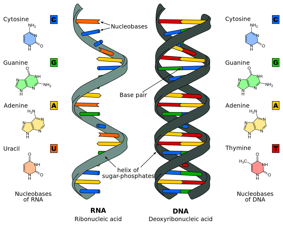 Detail Dna Bild Nomer 3