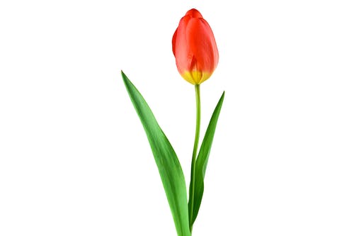 Detail Tulpen Wallpaper Nomer 14