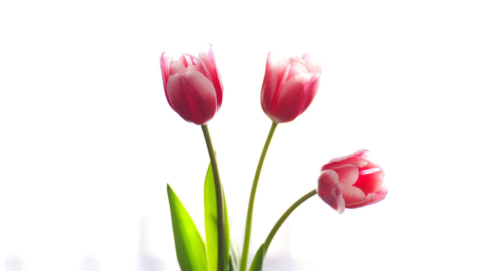 Detail Tulpen Wallpaper Nomer 21