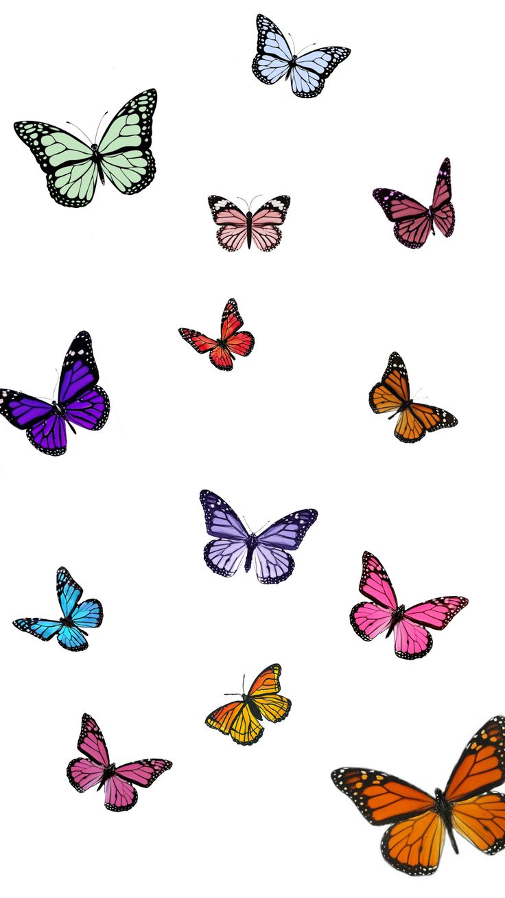 Detail Schmetterling Hintergrundbild Nomer 13