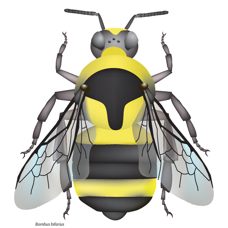 Detail Bumblebee Alternative Nomer 4