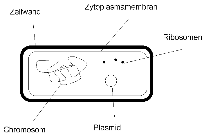 Detail Bakterien Zeichnen Nomer 6