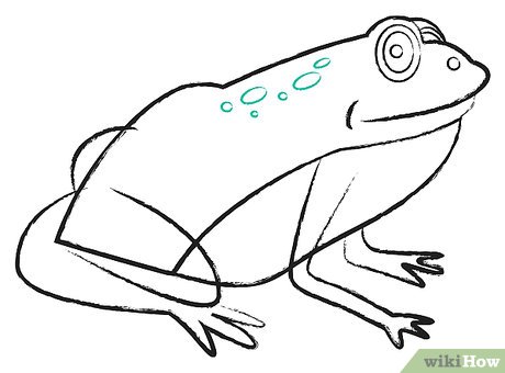 Detail Einen Frosch Zeichnen Nomer 11