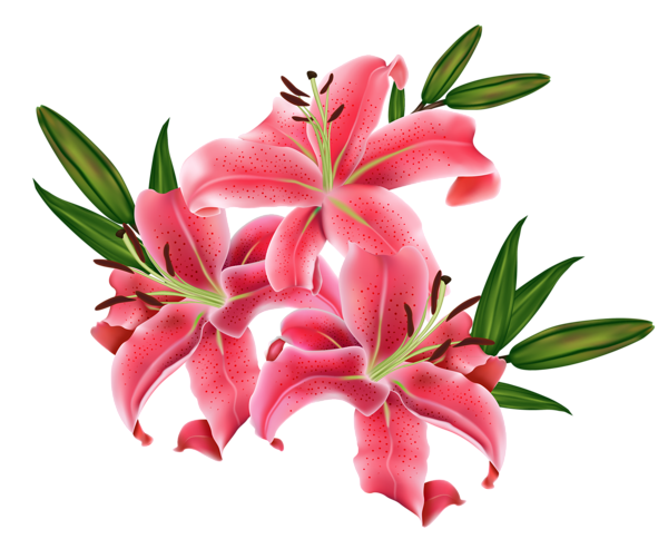 Detail Lilly Blume Nomer 2
