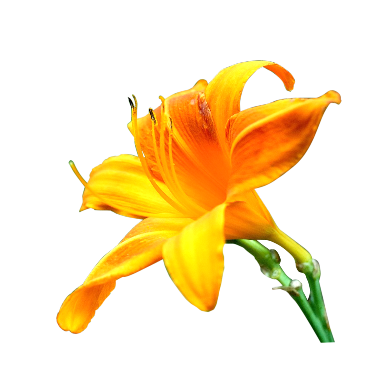 Detail Lilly Blume Nomer 23
