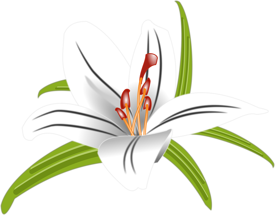 Detail Lilly Blume Nomer 5