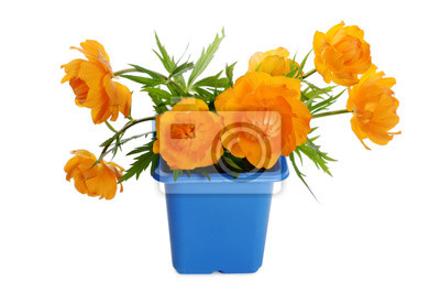 Detail Orange Blumen Bilder Nomer 7