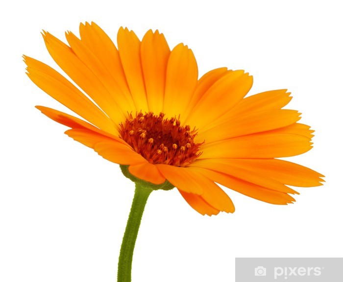 Detail Orange Blumen Bilder Nomer 19