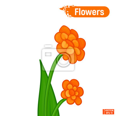 Detail Orange Blumen Bilder Nomer 22