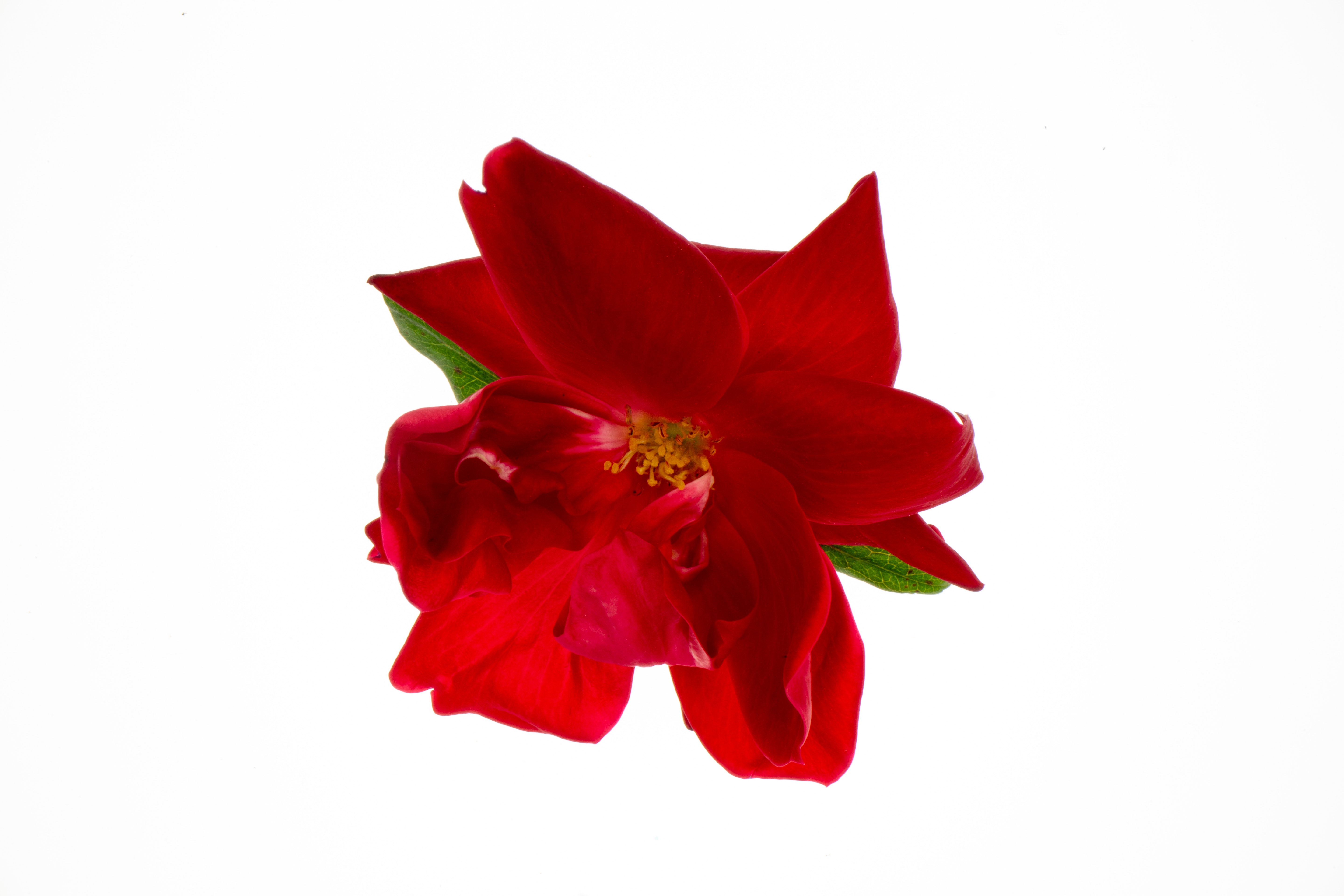 Detail Rote Sommerblumen Nomer 10