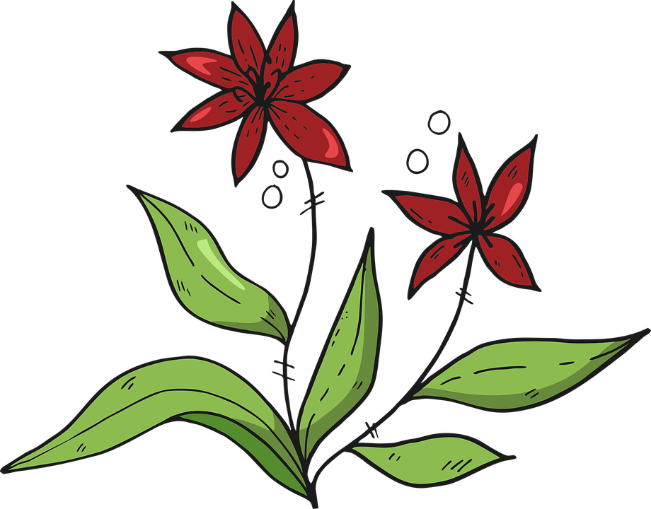 Detail Rote Sommerblumen Nomer 22